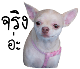 Melody dog sticker #14451684