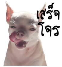 Melody dog sticker #14451687