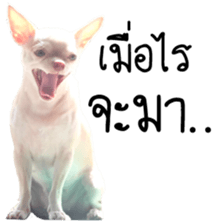 Melody dog sticker #14451689