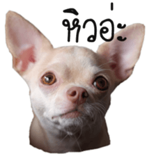 Melody dog sticker #14451692