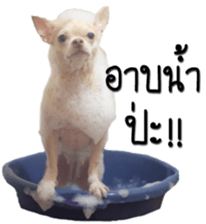 Melody dog sticker #14451696