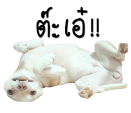 Melody dog sticker #14451697