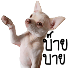 Melody dog sticker #14451698