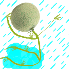 Muskmelon must be sweet