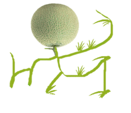 Muskmelon must be sweet sticker #14454655