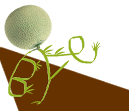 Muskmelon must be sweet sticker #14454656