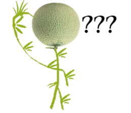 Muskmelon must be sweet sticker #14454662