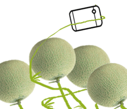 Muskmelon must be sweet sticker #14454665