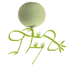 Muskmelon must be sweet sticker #14454668