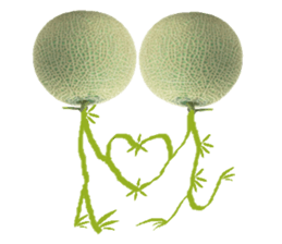 Muskmelon must be sweet sticker #14454671