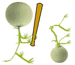 Muskmelon must be sweet sticker #14454673