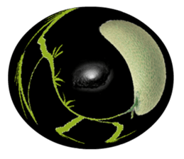 Muskmelon must be sweet sticker #14454674