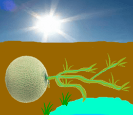 Muskmelon must be sweet sticker #14454675