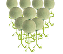 Muskmelon must be sweet sticker #14454676