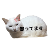 ame cocco sticker #14455387