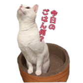 ame cocco sticker #14455389