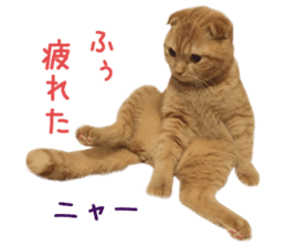 Real CAT Daily conversation sticker #14456650