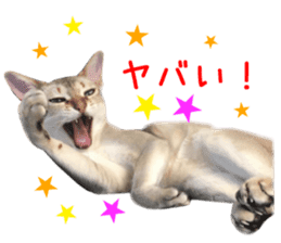 Real CAT Daily conversation sticker #14456660