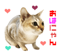 Real CAT Daily conversation sticker #14456664
