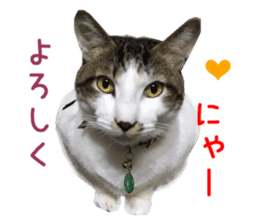 Real CAT Daily conversation sticker #14456668