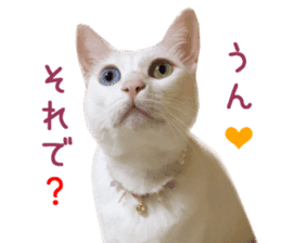 Real CAT Daily conversation sticker #14456670