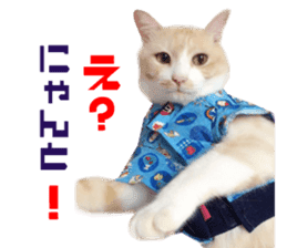 Real CAT Daily conversation sticker #14456674