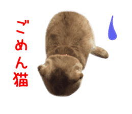 Real CAT Daily conversation sticker #14456680