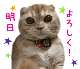Real CAT Daily conversation sticker #14456682