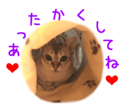 Real CAT Daily conversation sticker #14456684