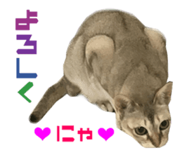 Real CAT Daily conversation sticker #14456686
