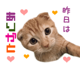 Real CAT Daily conversation sticker #14456690