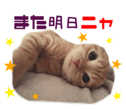 Real CAT Daily conversation sticker #14456692
