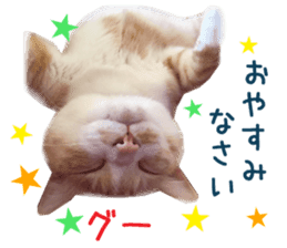 Real CAT Daily conversation sticker #14456696