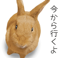 Rabbit's Pee (Guest Mu-chan) sticker #14457742