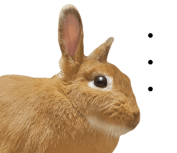 Rabbit's Pee (Guest Mu-chan) sticker #14457751