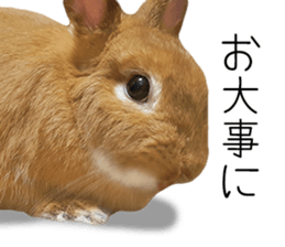 Rabbit's Pee (Guest Mu-chan) sticker #14457757