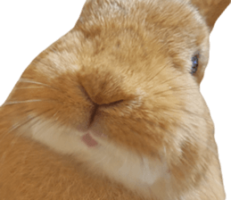 Rabbit's Pee (Guest Mu-chan) sticker #14457760