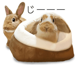 Rabbit's Pee (Guest Mu-chan) sticker #14457770