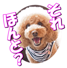 doggiesfan2 sticker #14460270