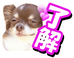 doggiesfan2 sticker #14460272