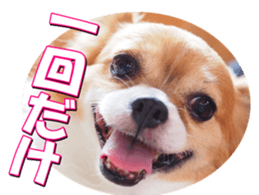 doggiesfan2 sticker #14460277