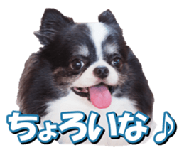 doggiesfan2 sticker #14460278