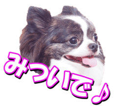 doggiesfan2 sticker #14460279