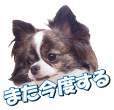 doggiesfan2 sticker #14460280