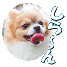 doggiesfan2 sticker #14460281