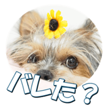 doggiesfan2 sticker #14460282