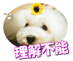 doggiesfan2 sticker #14460283