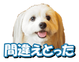 doggiesfan2 sticker #14460286