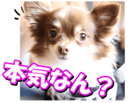 doggiesfan2 sticker #14460289