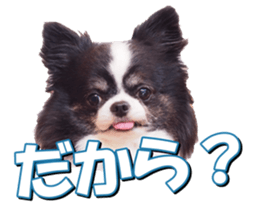 doggiesfan2 sticker #14460290